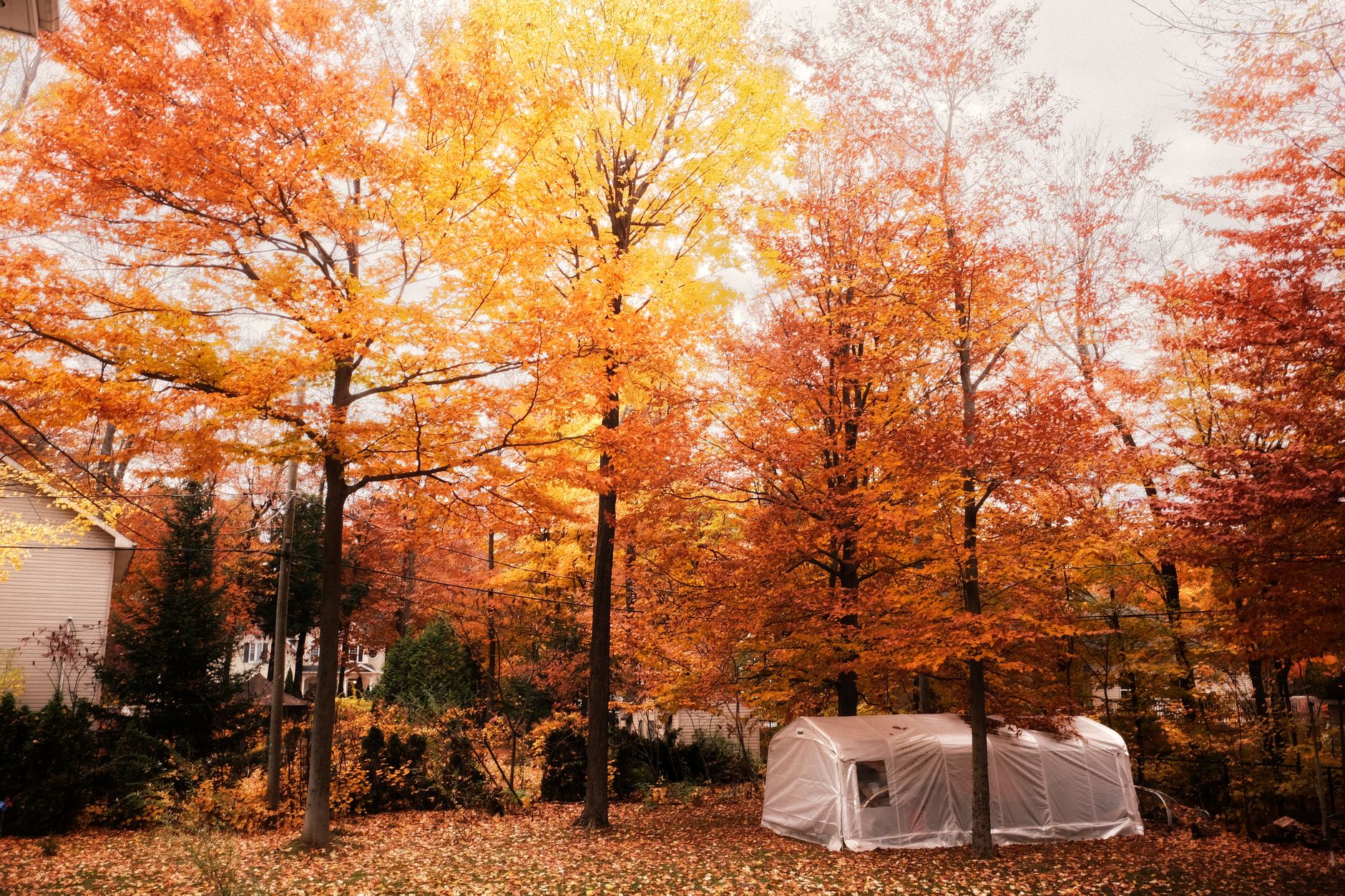 Leaf Removal